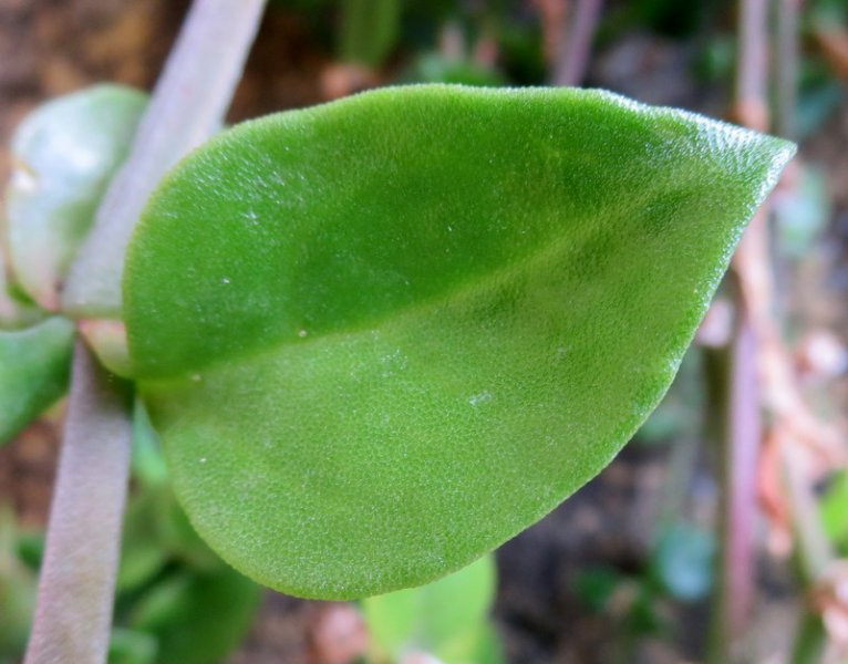 MESEMBRYANTHEMUM  CORDIFOLIUM  SYN  APTENIA  CORDIFOLIA 23-03-2016 14-20-04.JPG