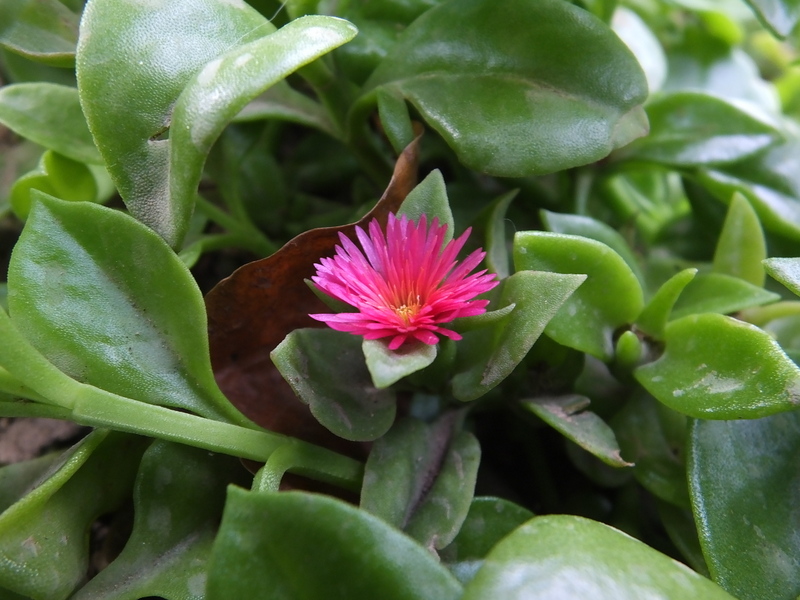 MESEMBRYANTHEMUM  CORDIFOLIUM  SYN  APTENIA  CORDIFOLIA 28-03-2019 08-37-32.JPG