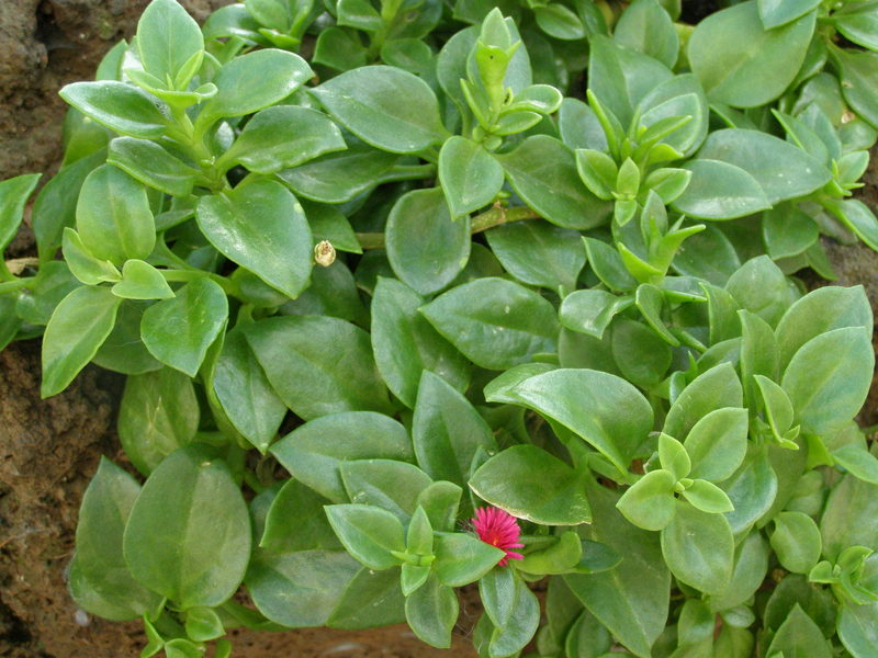 MESEMBRYANTHEMUM  CORDIFOLIUM  SYN  APTENIA  CORDIFOLIA 29-03-2010 14-03-34.JPG