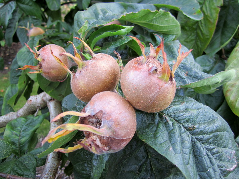 MESPILUS  GERMANICA  NOTTINGHAM 02-09-2011 17-26-06.JPG