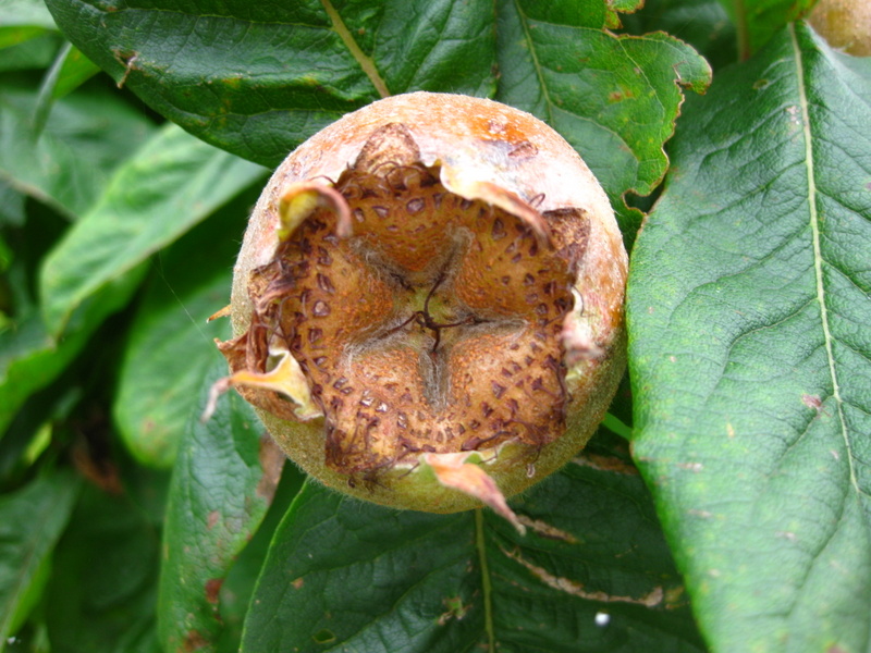 MESPILUS  GERMANICA  NOTTINGHAM 08-09-2009 15-06-05.JPG