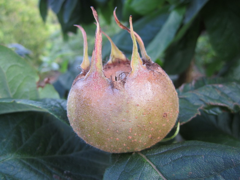 MESPILUS  GERMANICA  NOTTINGHAM 12-09-2010 16-18-41.JPG