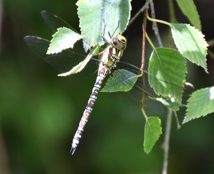 migrant hawker 2.jpg