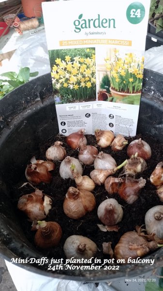 Mini-Daffs just planted in pot on balcony 24th November 2022.jpg