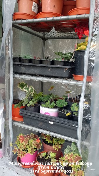 Mini-greenhouse just put up on balcony (from inside) 23rd September 2022.jpg