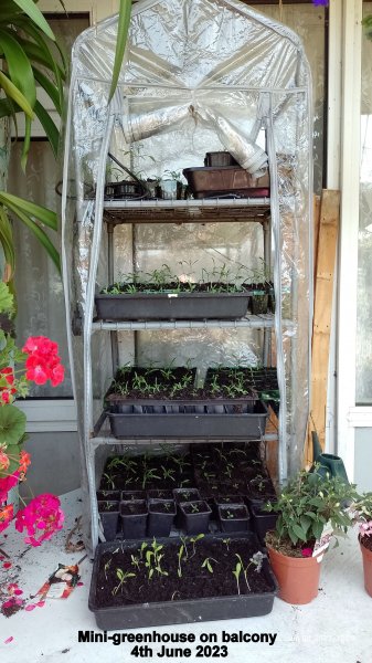 Mini-greenhouse on balcony 4th June 2023.jpg