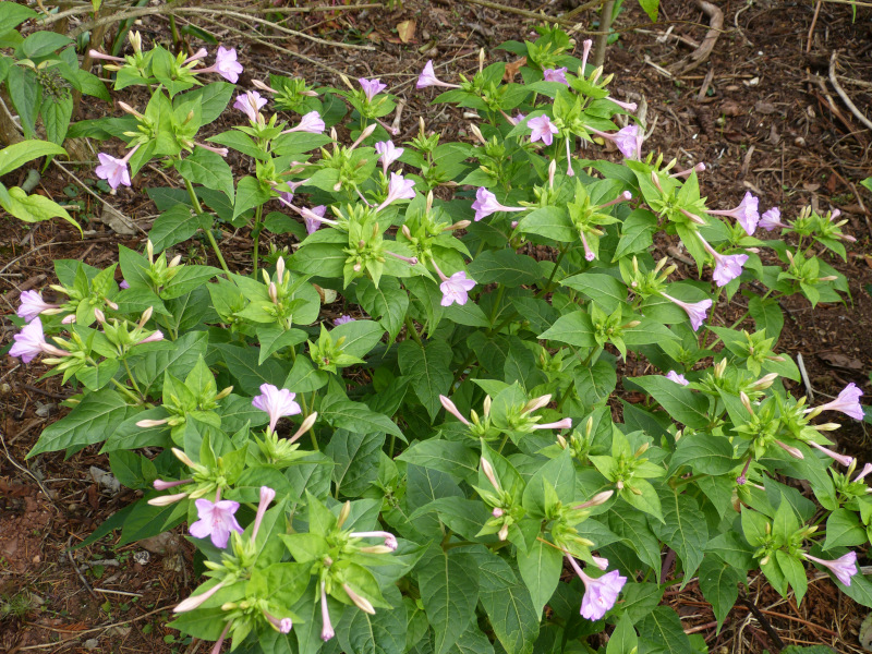 Mirabalis jalapa.JPG