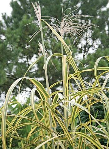 Miscanthus_Gilded_Tower(60259).jpg