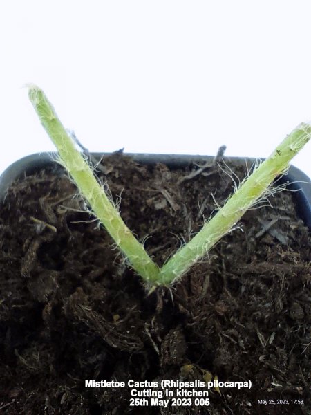 Mistletoe Cactus (Rhipsalis pilocarpa) Cutting in kitchen 25th May 2023 005.jpg