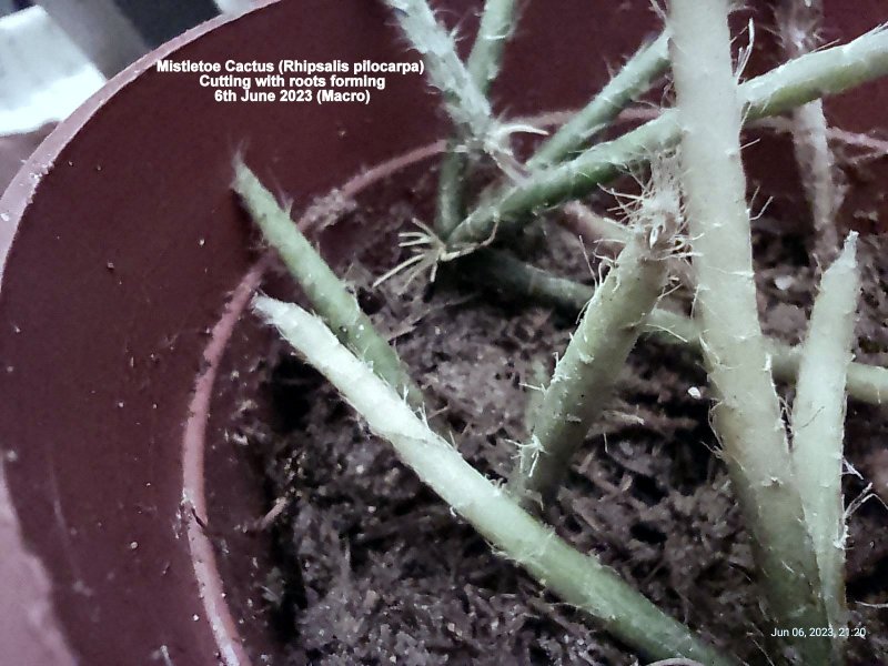 Mistletoe Cactus (Rhipsalis pilocarpa) Cutting with roots forming 6th June 2023.jpg