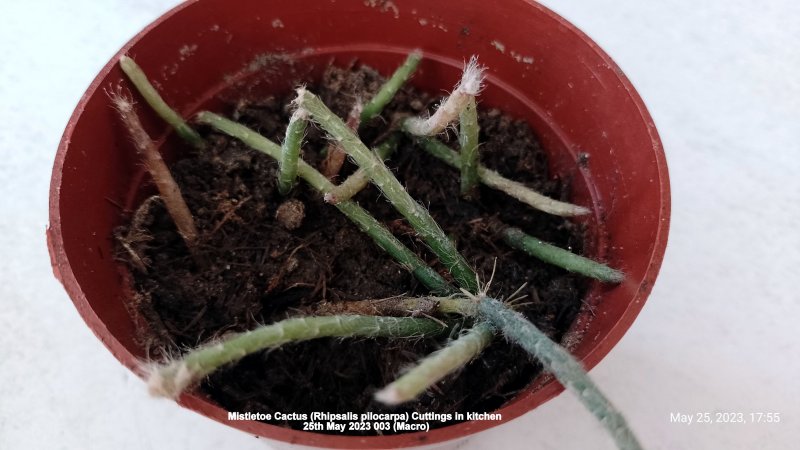 Mistletoe Cactus (Rhipsalis pilocarpa) Cuttings in kitchen 25th May 2023 003 (Macro).jpg