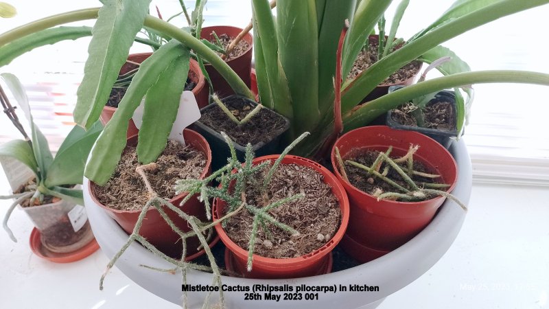 Mistletoe Cactus (Rhipsalis pilocarpa) in kitchen 25th May 2023 001.jpg