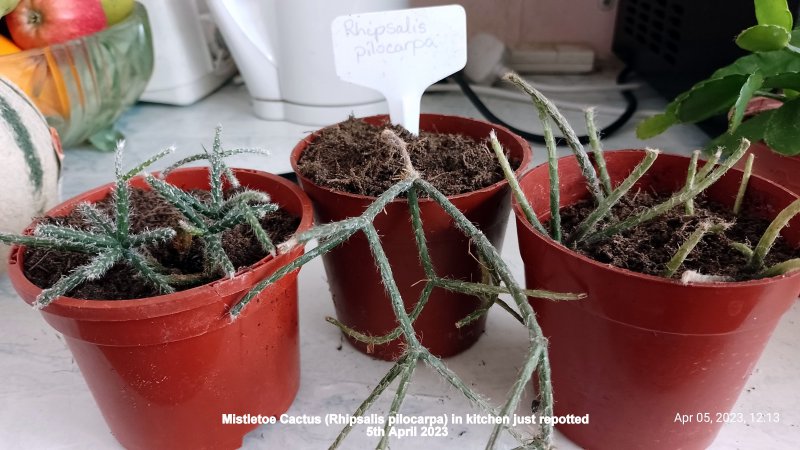 Mistletoe Cactus (Rhipsalis pilocarpa) in kitchen just repotted 5th April 2023.jpg