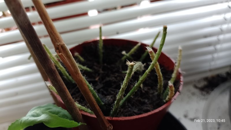 Mistletoe cutting just taken 21st February 2023.jpg