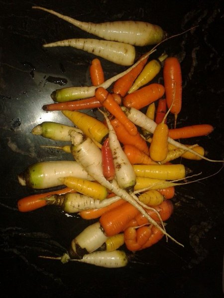 mixed carrots 2013.jpg