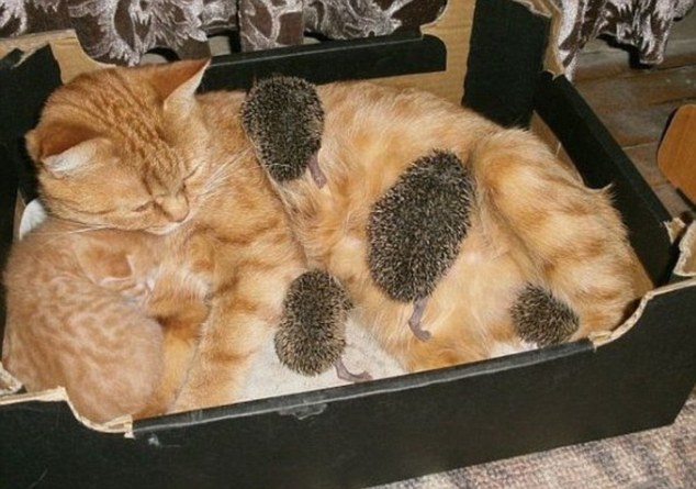 moggie and hedgehogs.jpg