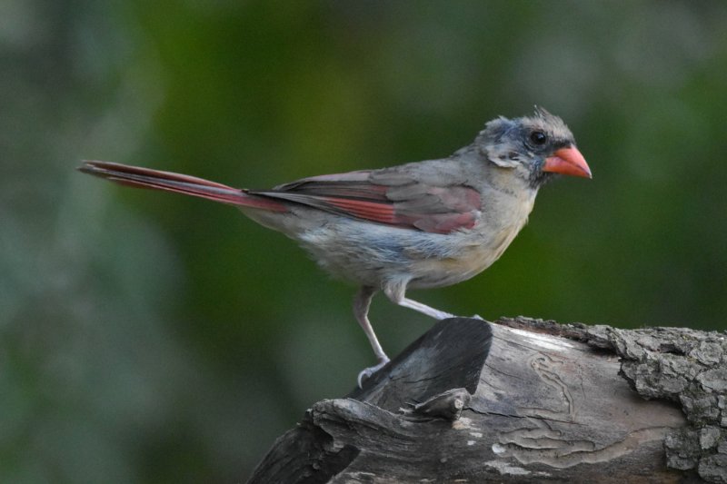 Molting Cardinal GC.jpg