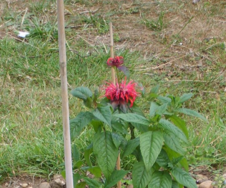 Monarda - Bee Balm 1.JPG