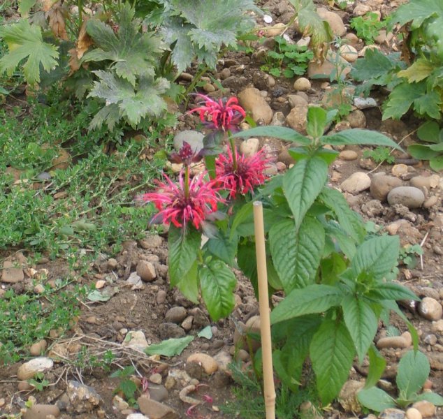 Monarda - Bee Balm 2.JPG