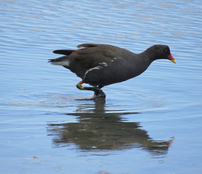 Moorhen.JPG