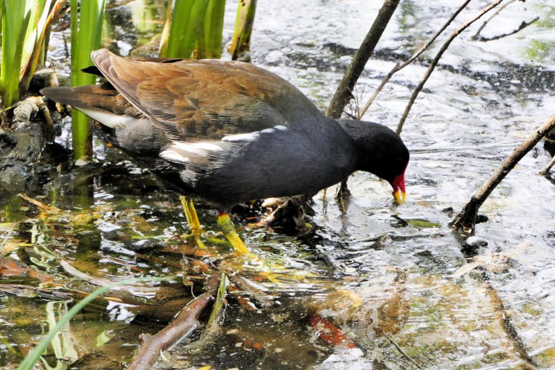 Moorhen.jpg