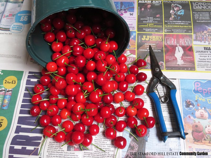 morello_cherry_harvest.jpg