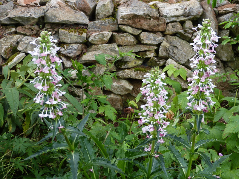 Morina longiflora.JPG