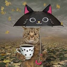 Morning Cat with Cat Brolly.jpeg