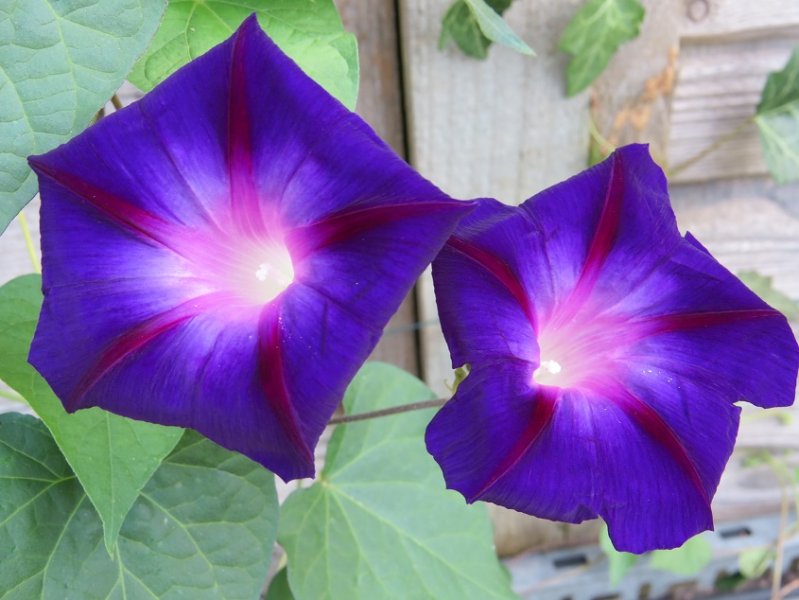 Morning glory a.jpg