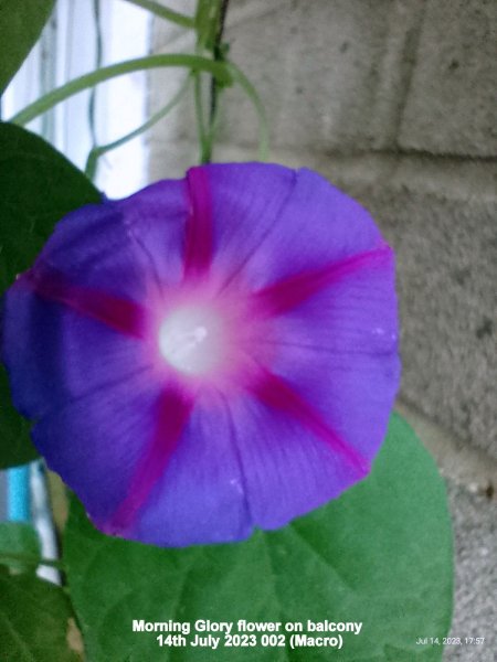 Morning Glory flower on balcony 14th July 2023 002 (Macro).jpg