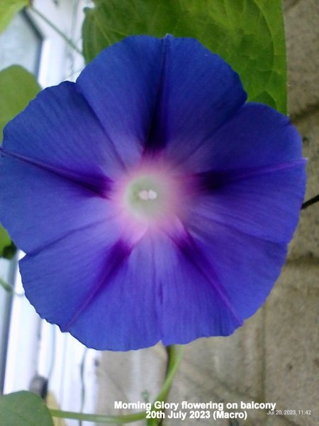 Morning Glory flowering on balcony 20th July 2023 (Macro).jpg