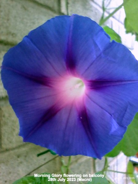 Morning Glory flowering on balcony 28th July 2023 (Macro).jpg