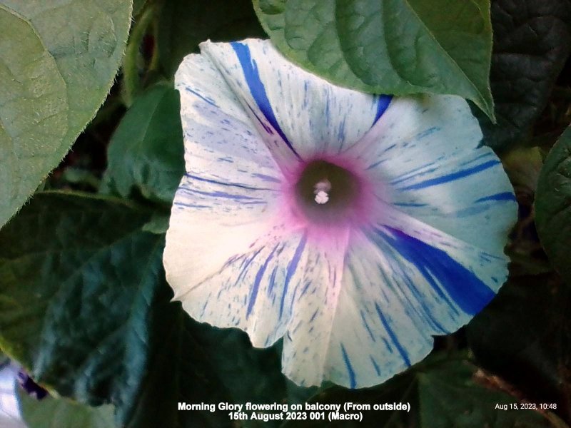 Morning Glory flowering on balcony (From outside) 15th August 2023 001 (Macro).jpg