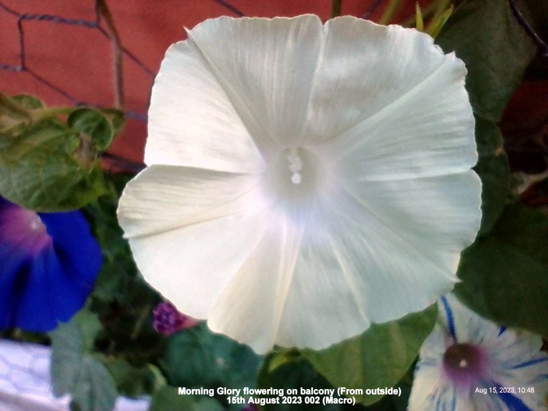 Morning Glory flowering on balcony (From outside) 15th August 2023 002 (Macro).jpg