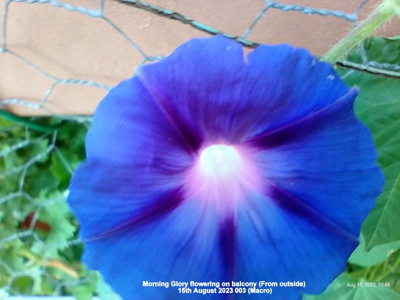 Morning Glory flowering on balcony (From outside) 15th August 2023 003 (Macro).jpg