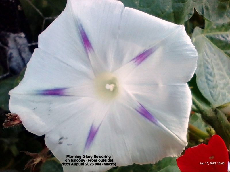 Morning Glory flowering on balcony (From outside) 15th August 2023 004 (Macro).jpg