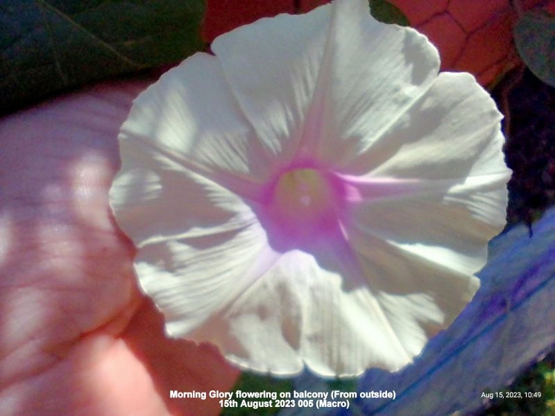 Morning Glory flowering on balcony (From outside) 15th August 2023 005 (Macro).jpg