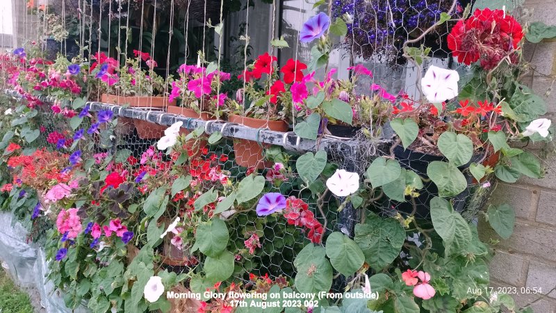 Morning Glory flowering on balcony (From outside) 17th August 2023 002.jpg