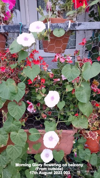 Morning Glory flowering on balcony (From outside) 17th August 2023 003.jpg