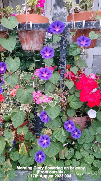 Morning Glory flowering on balcony (From outside) 17th August 2023 004.jpg