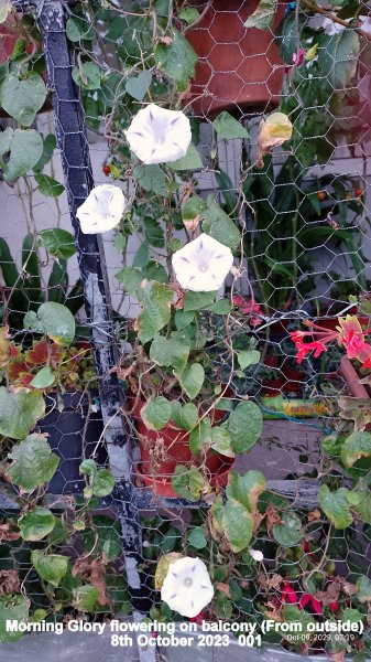 Morning Glory flowering on balcony (From outside) 8th October 2023  001.jpg