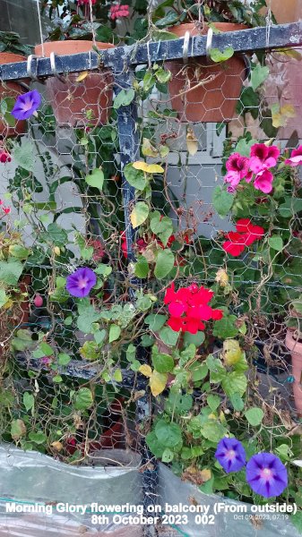 Morning Glory flowering on balcony (From outside) 8th October 2023  002.jpg