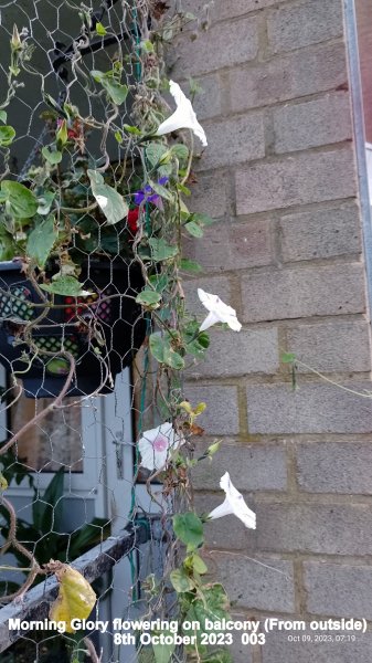 Morning Glory flowering on balcony (From outside) 8th October 2023  003.jpg