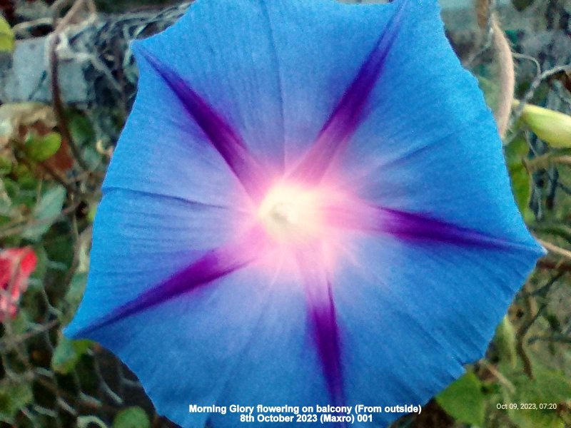 Morning Glory flowering on balcony (From outside) 8th October 2023 (Maxro) 001.jpg