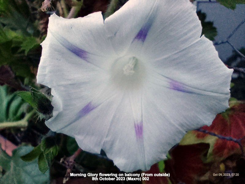 Morning Glory flowering on balcony (From outside) 8th October 2023 (Maxro) 002.jpg