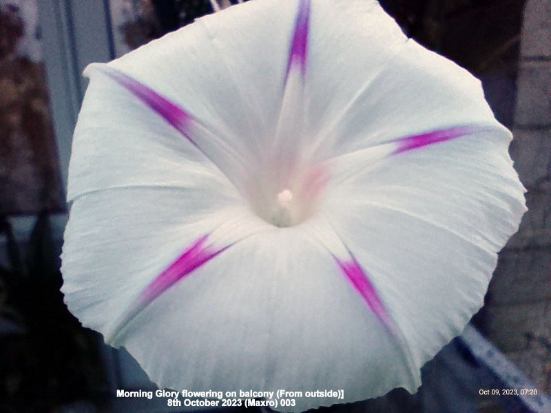 Morning Glory flowering on balcony (From outside) 8th October 2023 (Maxro) 003.jpg