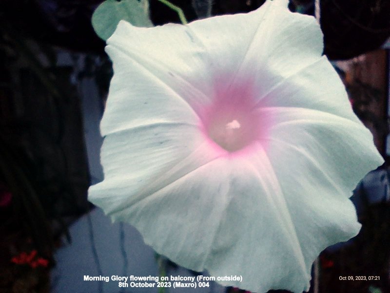 Morning Glory flowering on balcony (From outside) 8th October 2023 (Maxro) 004.jpg