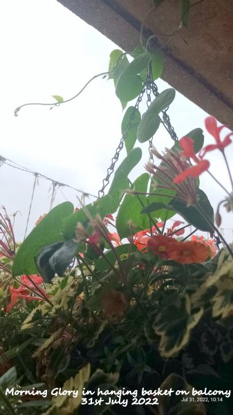 Morning Glory in hanging basket on balcony31st July 2022.jpg