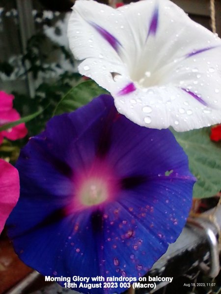 Morning Glory with raindrops on balcony 18th August 2023 003 (Macro).jpg