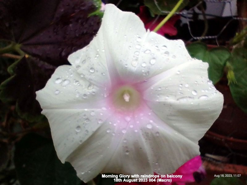 Morning Glory with raindrops on balcony 18th August 2023 004 (Macro).jpg